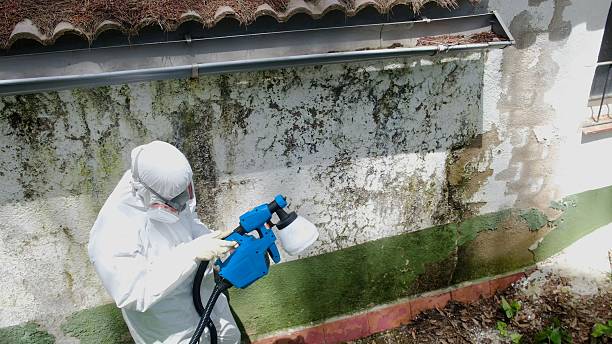 Top rated local Mold Remediation specialists in Lexington, WA